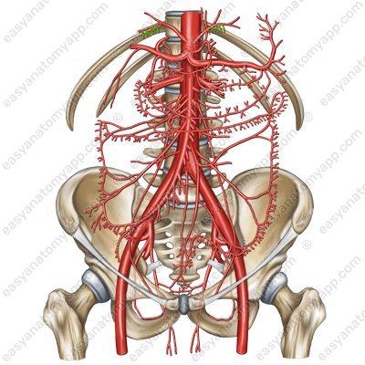 Верхние надпочечниковые артерии (aa. suprarenales superiores